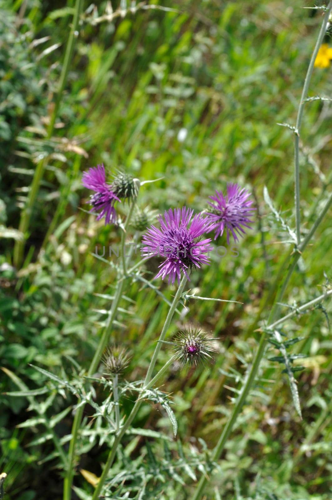 Milk thistle in spring in Portugal