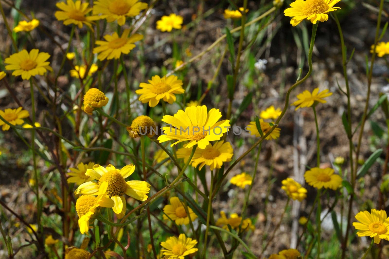 Coleostephus myconis in flower in Portugal