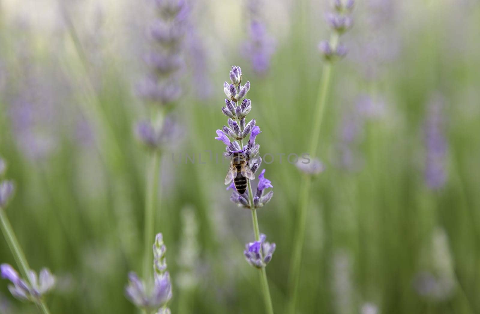 Detail of fresh lavender flowers, aromatic flowers