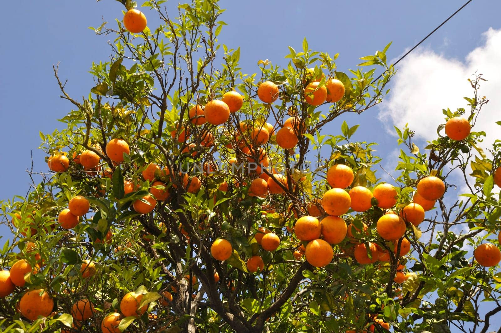 An orange tree in Portugal