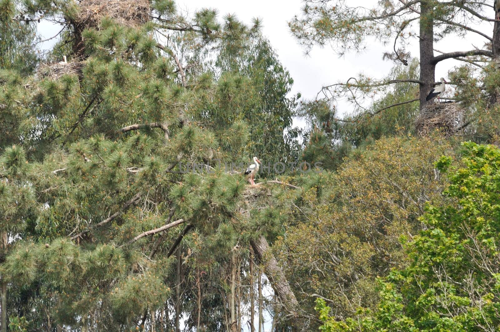 Avairo stork nest in Portugal
