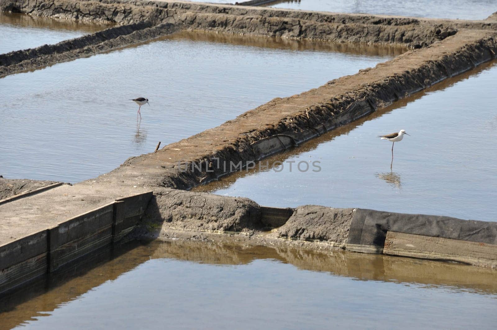 Aveiro salt marshes in Portugal