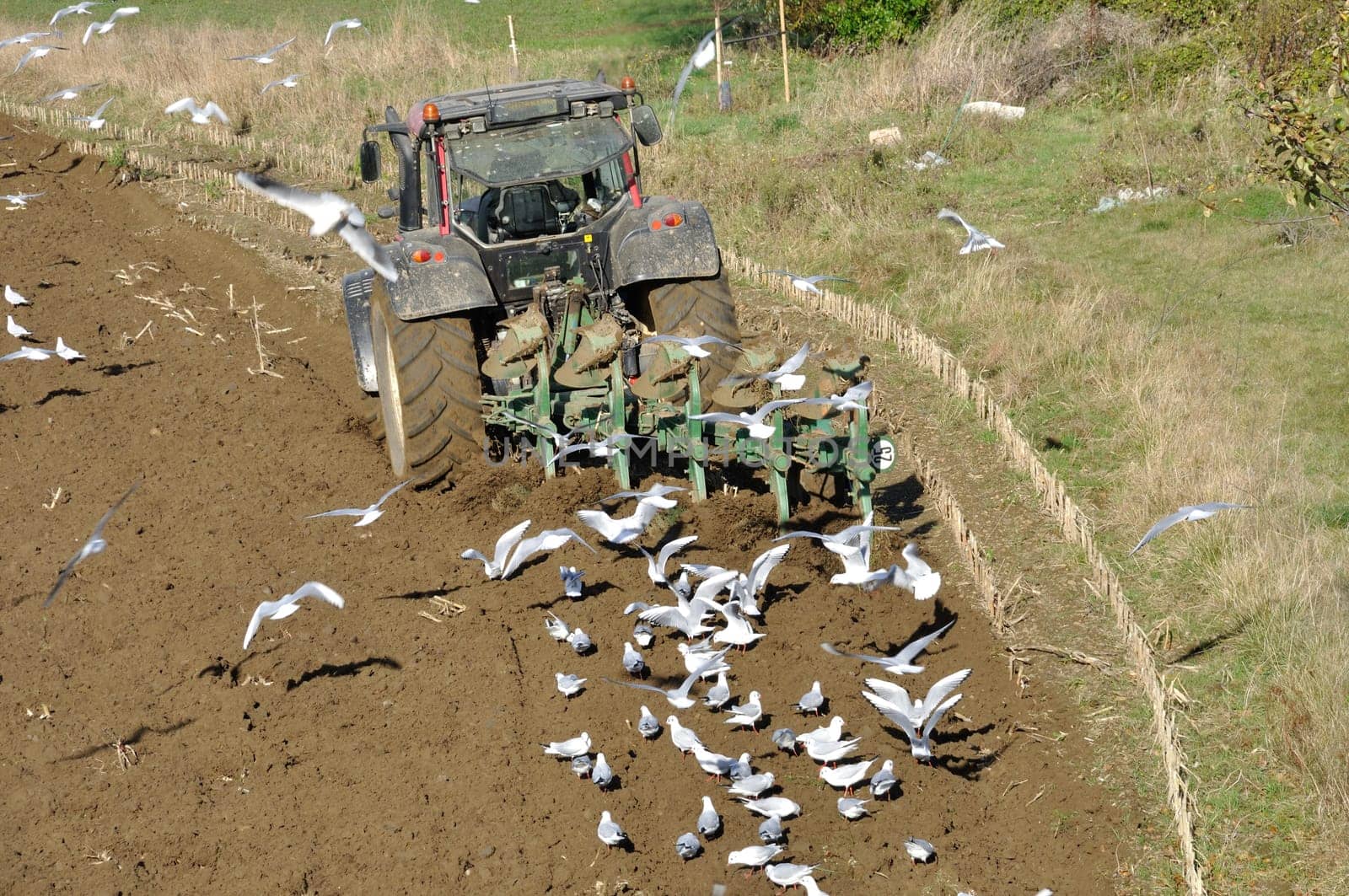 Plow tractor surrounded by seagulls