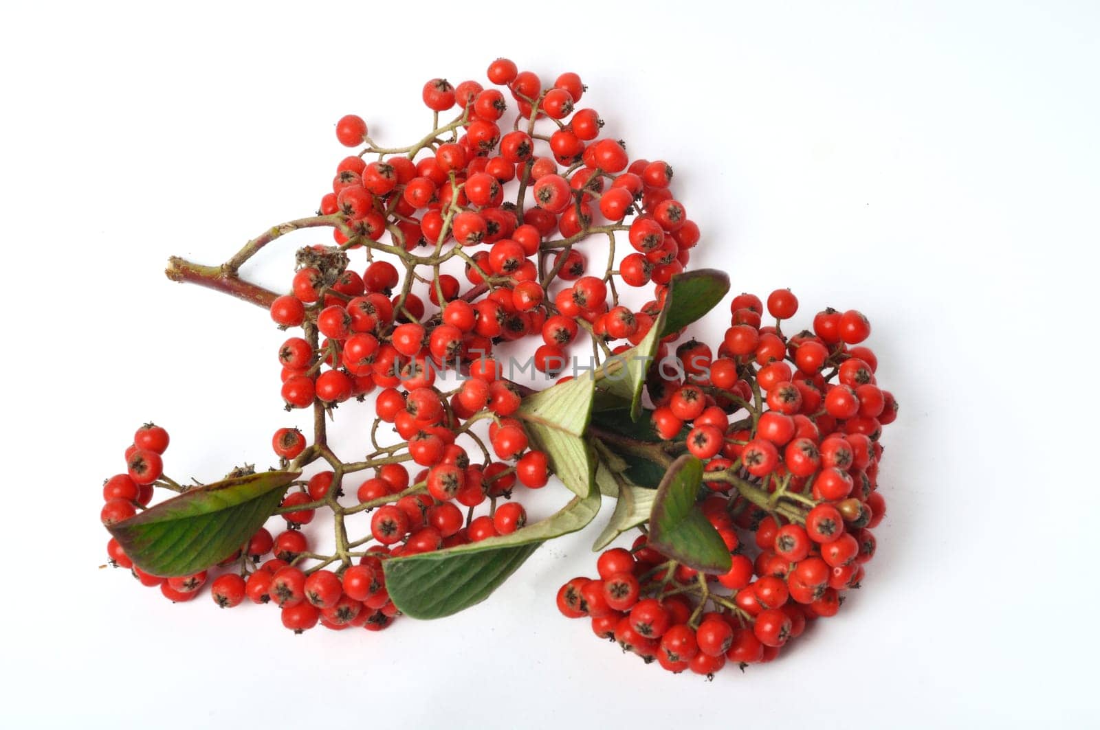 Cotoneaster fruit on a white background