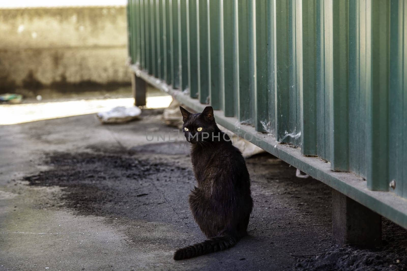 Black cat on the street, wild stray animals, pets