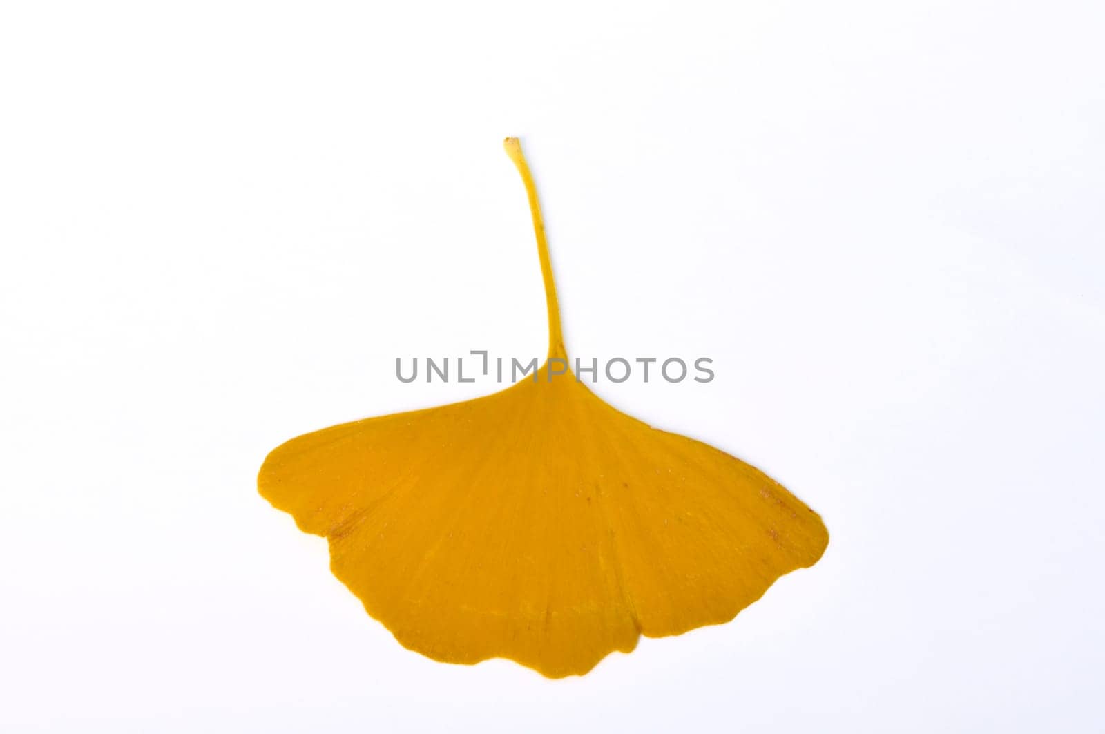ginkgo biloba leaf on a white background