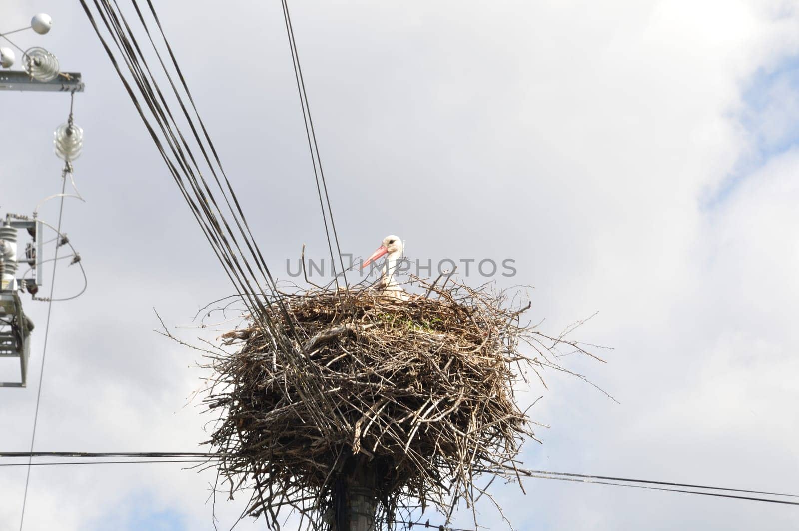 Avairo stork nest in Portugal