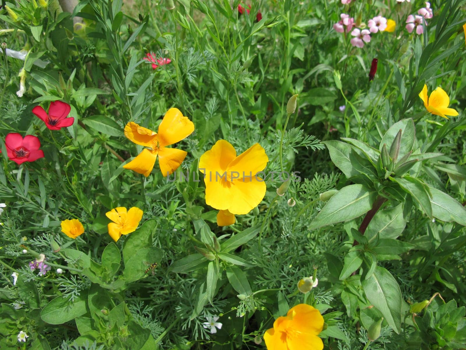 Colorful flower meadow with California Poppy