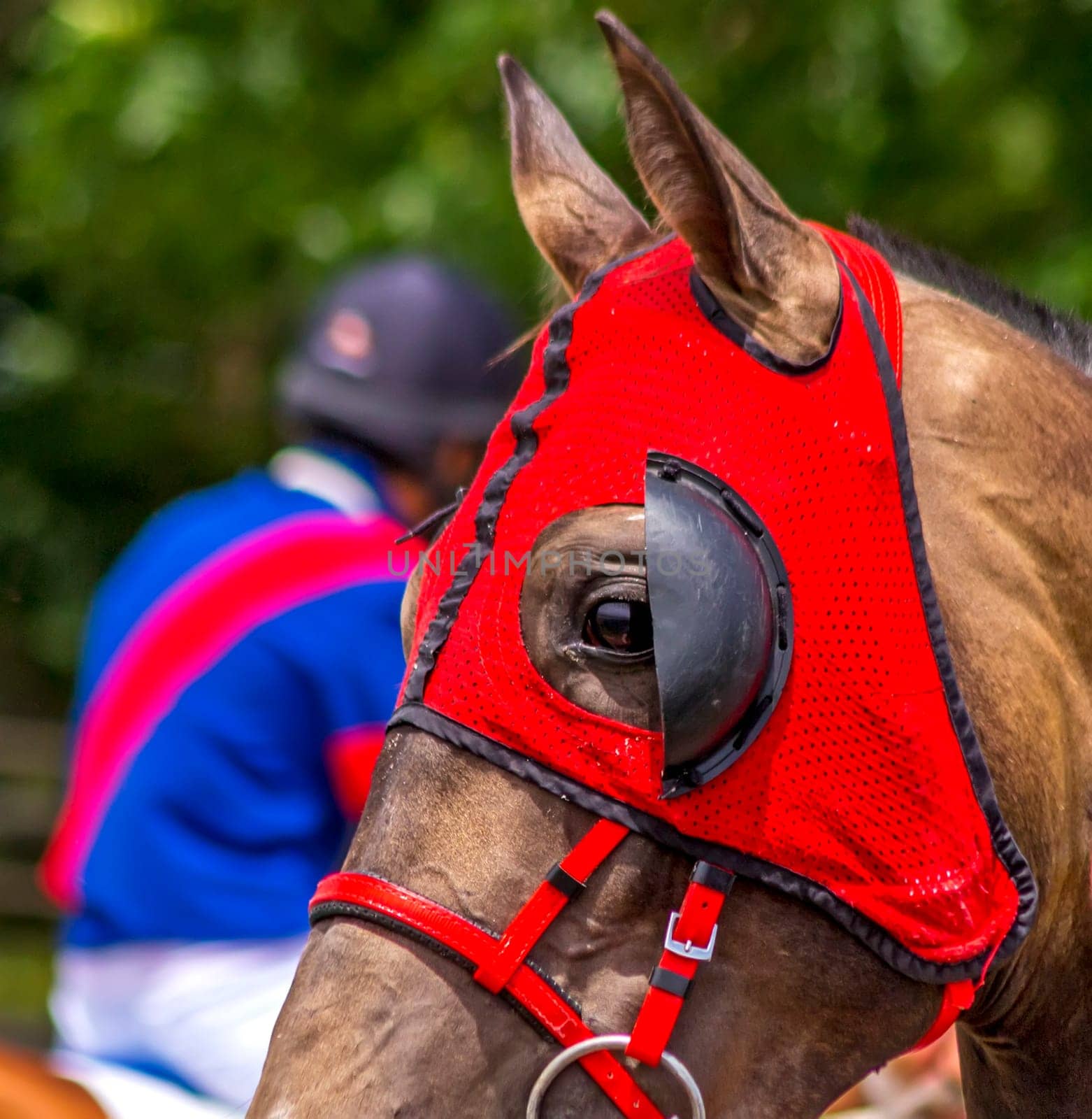 Portrait of a brown horse after a race.