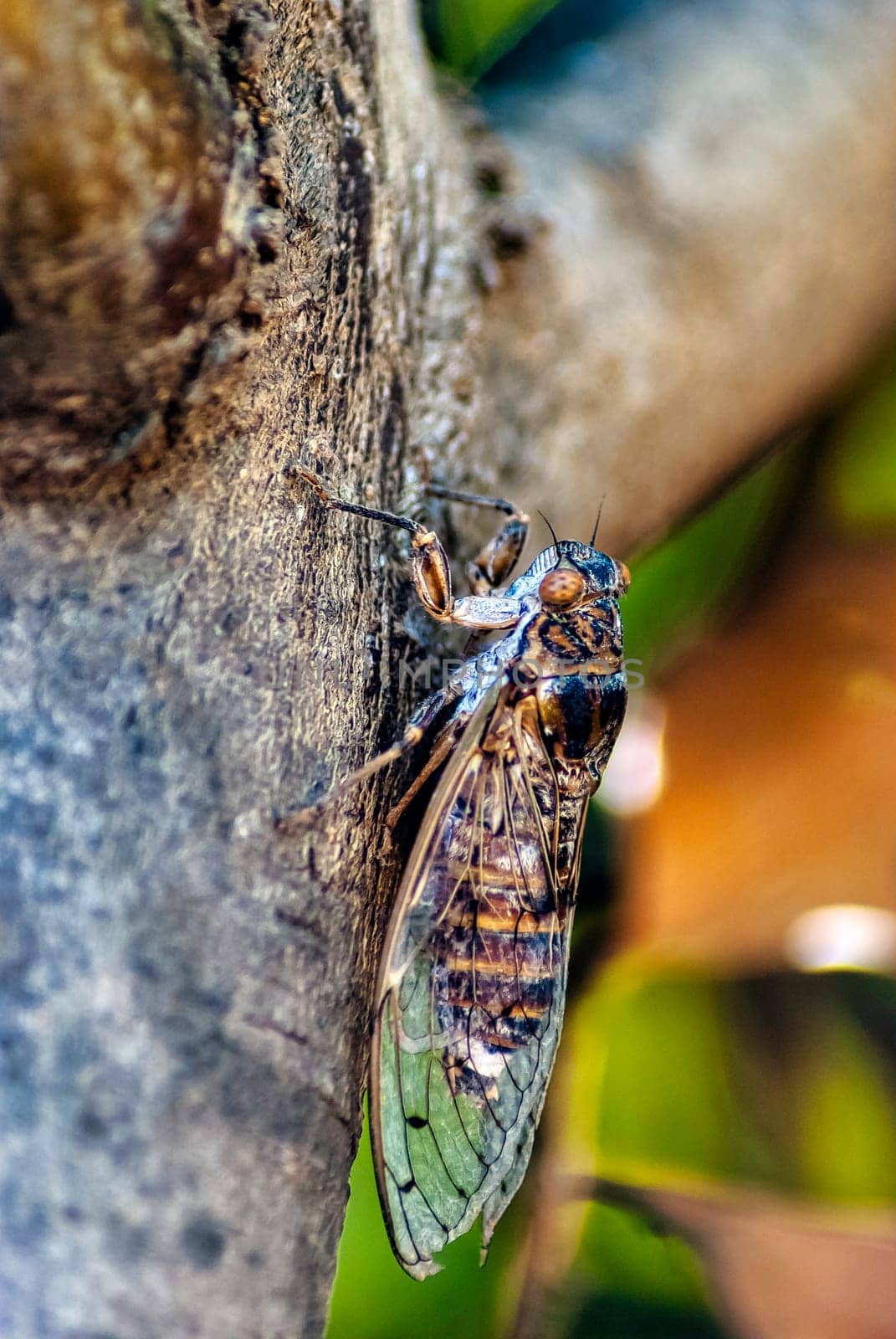 Cretan cicada (Cicada cretensis) - Gouves, Crete, Greece