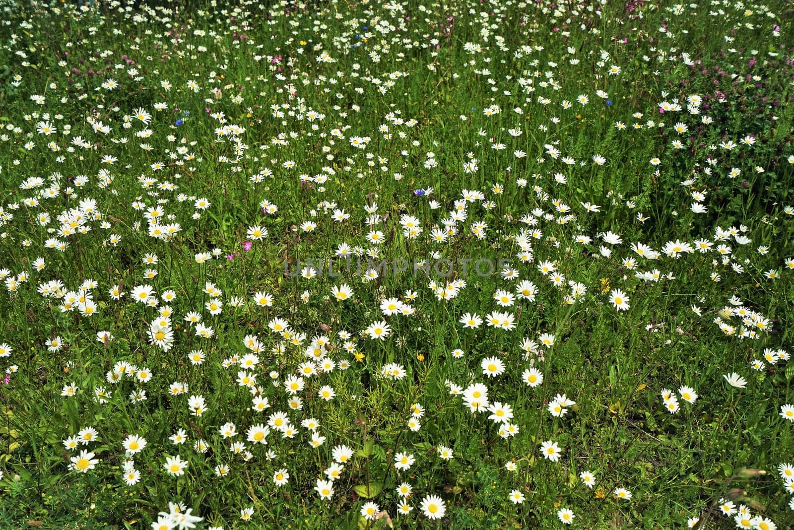 Oxeye daisy, marguerite - Leucanthemum vulgare in summer