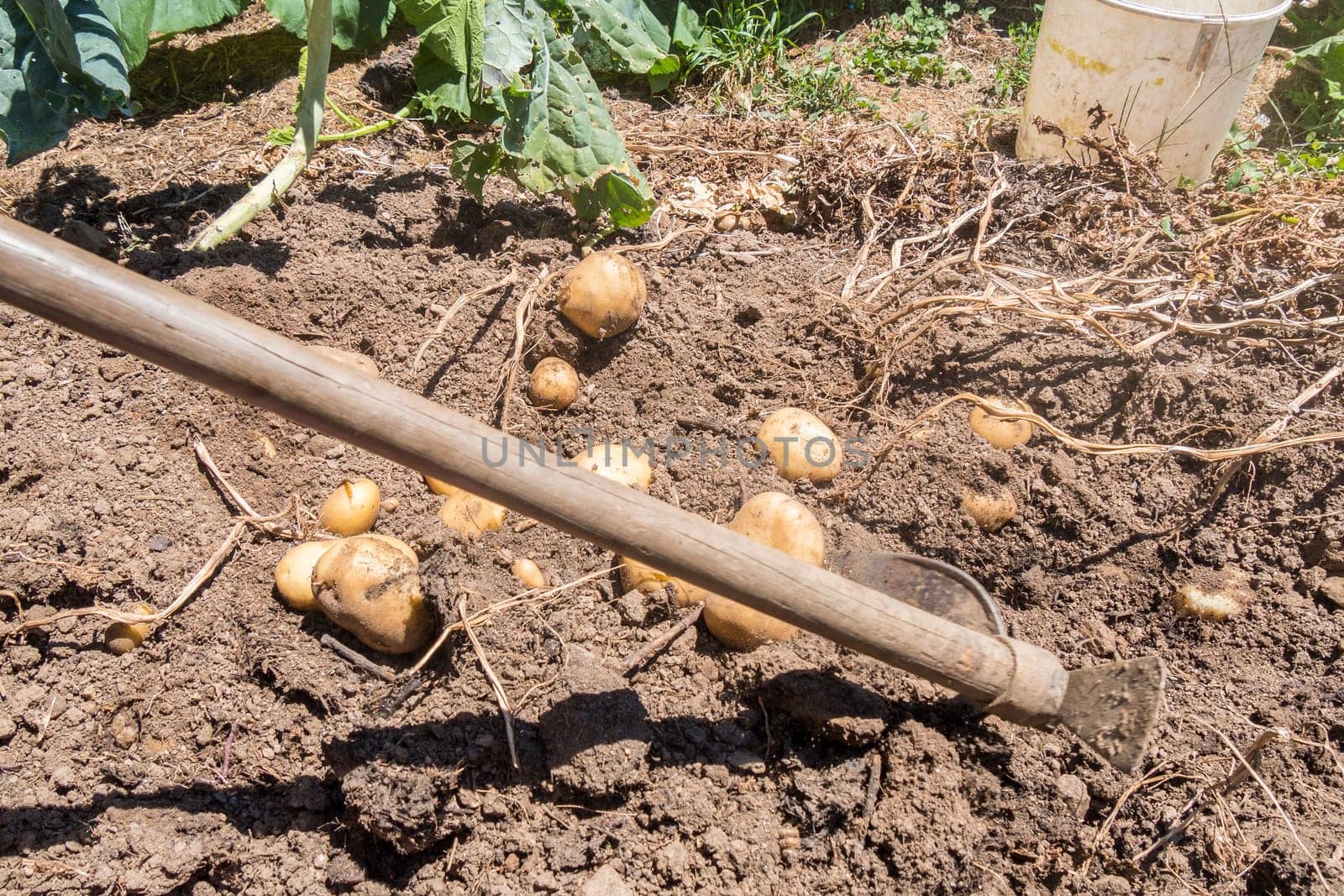 Harvesting the potato crop still on the ground.