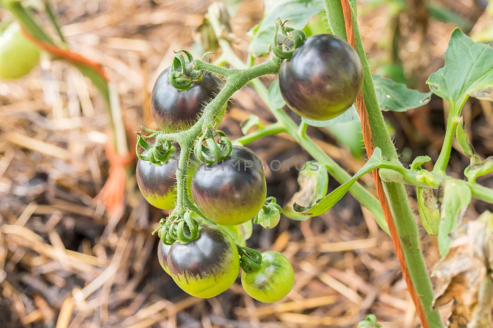 Blue kumato tomato still in the bush.