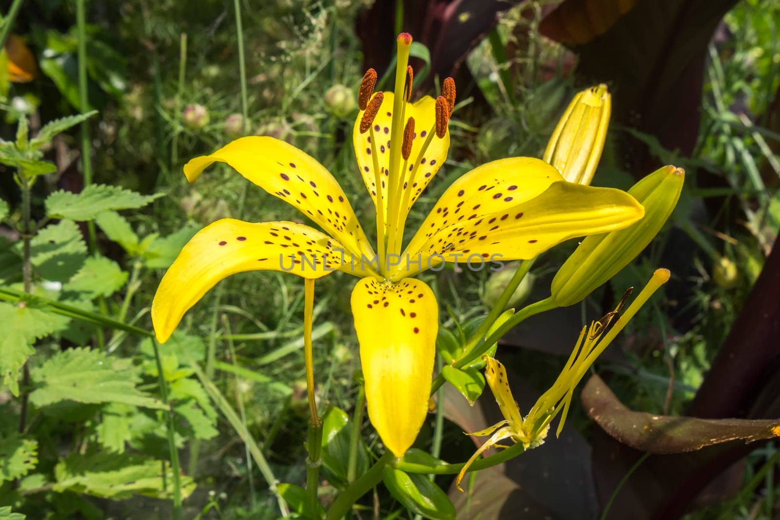 A single Yellow Star Tiger Lily flower in the garden in spring.