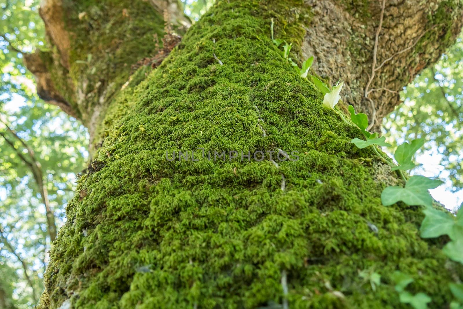 Moss on the northern part of a tree trunk.