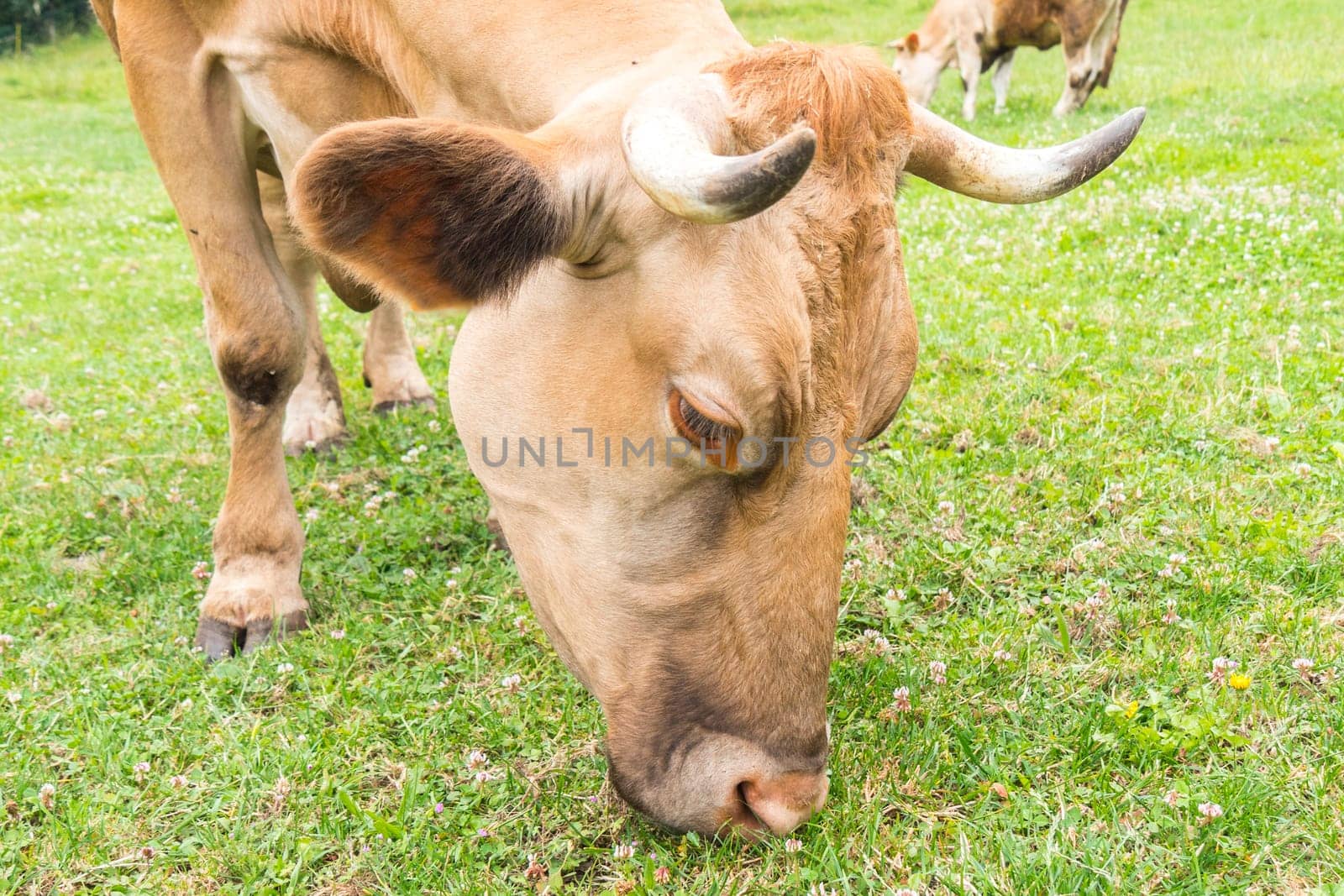Galician blond cow grazing calmly in a green meadow in Spain.