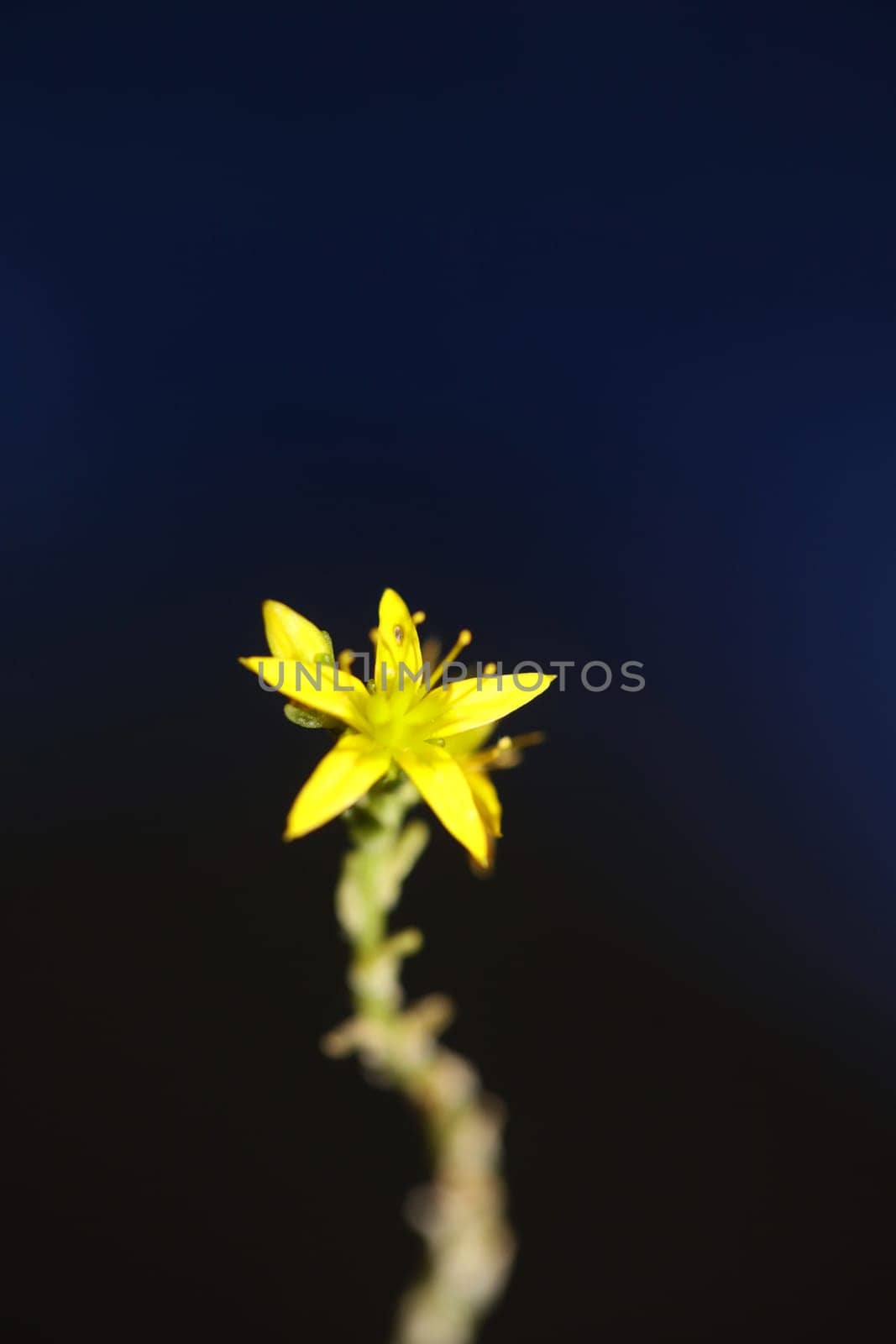 Yellow star flower blossom close up modern botanical background sedum lanceolatum family crassulaceae high quality big size print