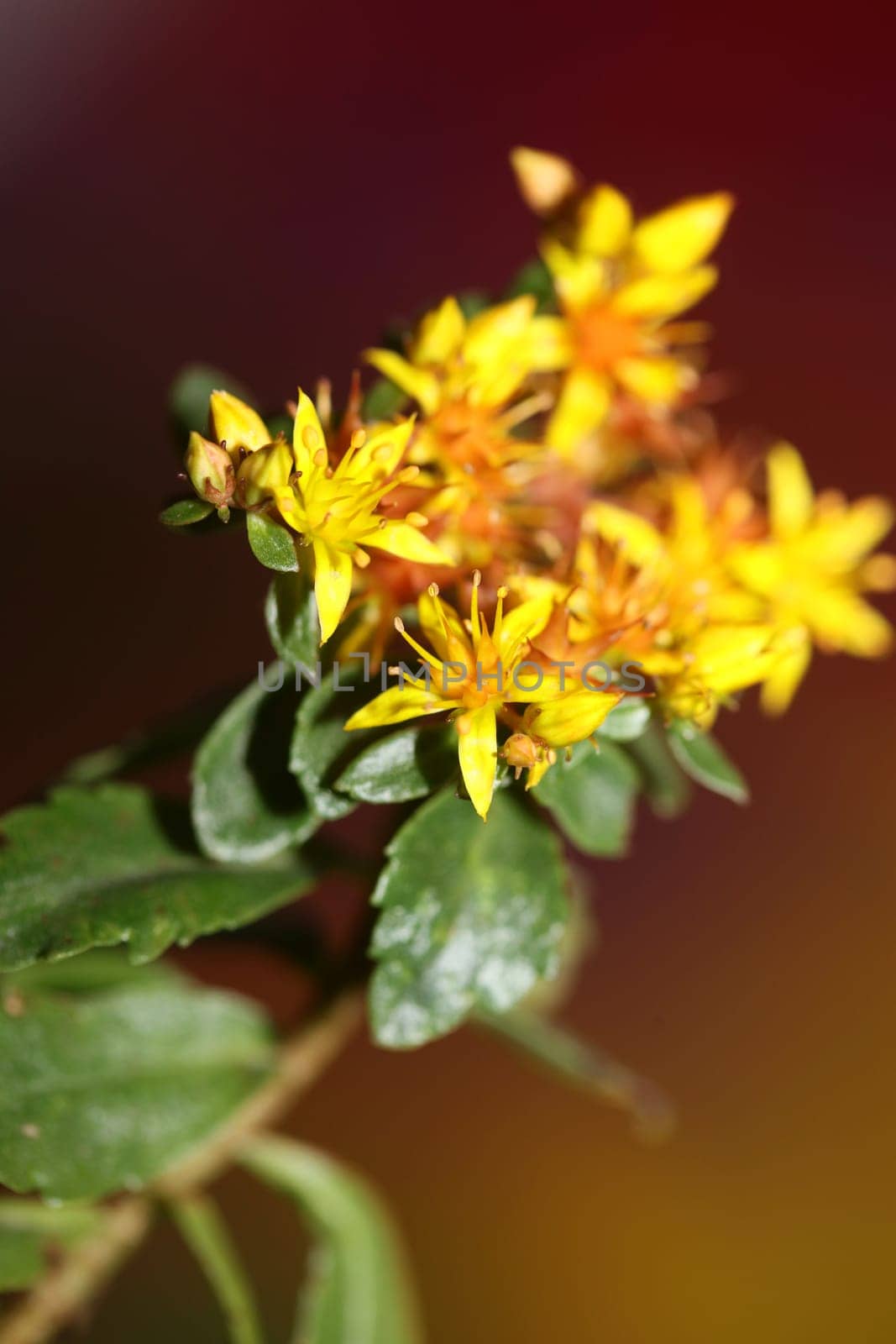 Yellow star flower blossom close up modern botanical background sedum lanceolatum family crassulaceae high quality big size print