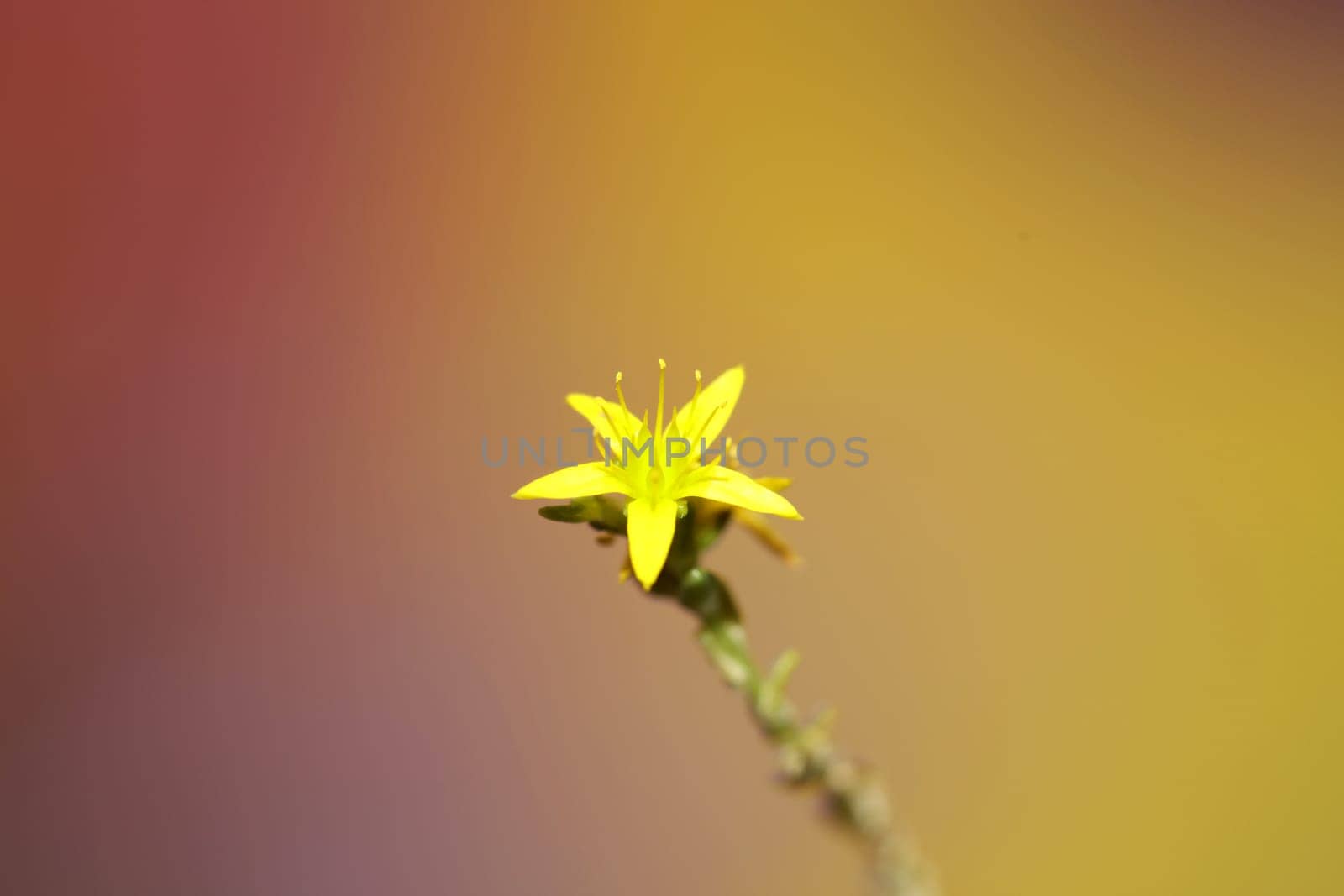 Yellow star flower blossom close up modern botanical background sedum lanceolatum family crassulaceae high quality big size print