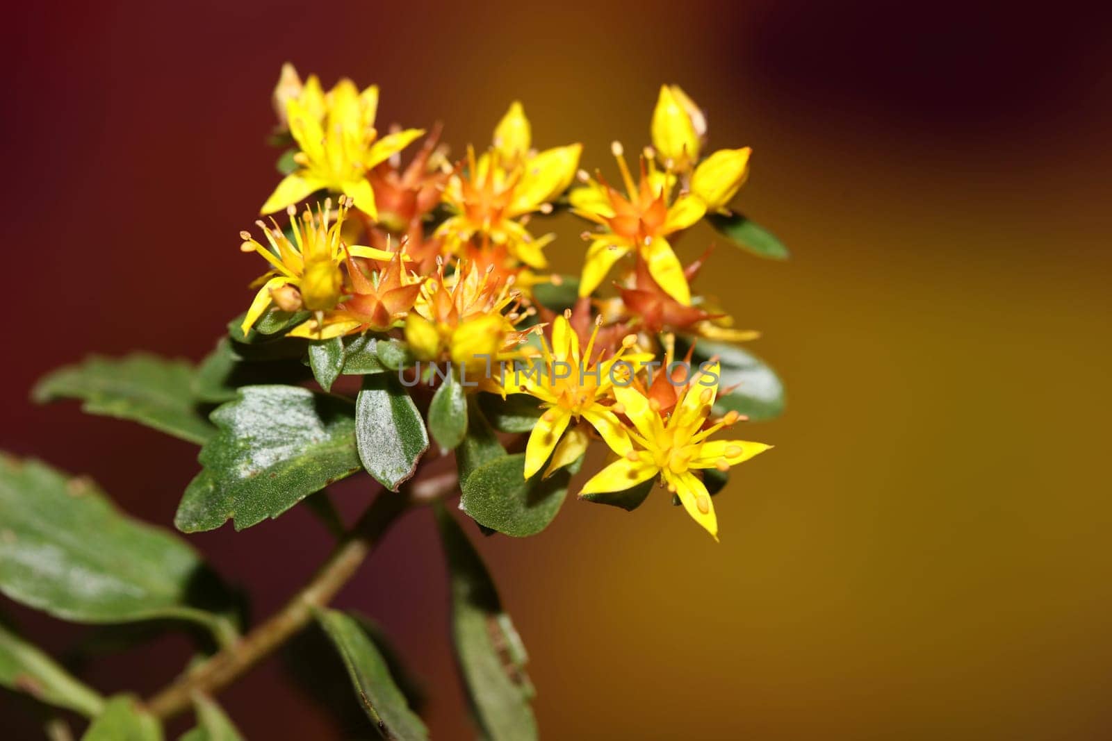 Yellow star flower blossom close up modern botanical background sedum lanceolatum family crassulaceae high quality big size print