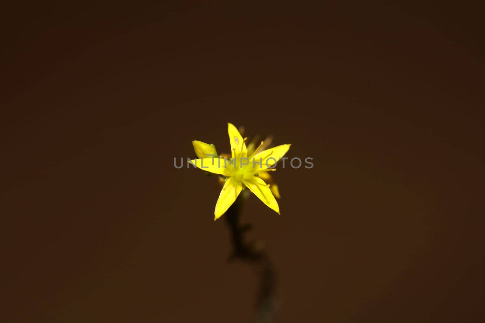 Yellow star flower blossom close up modern botanical background sedum lanceolatum family crassulaceae high quality big size print