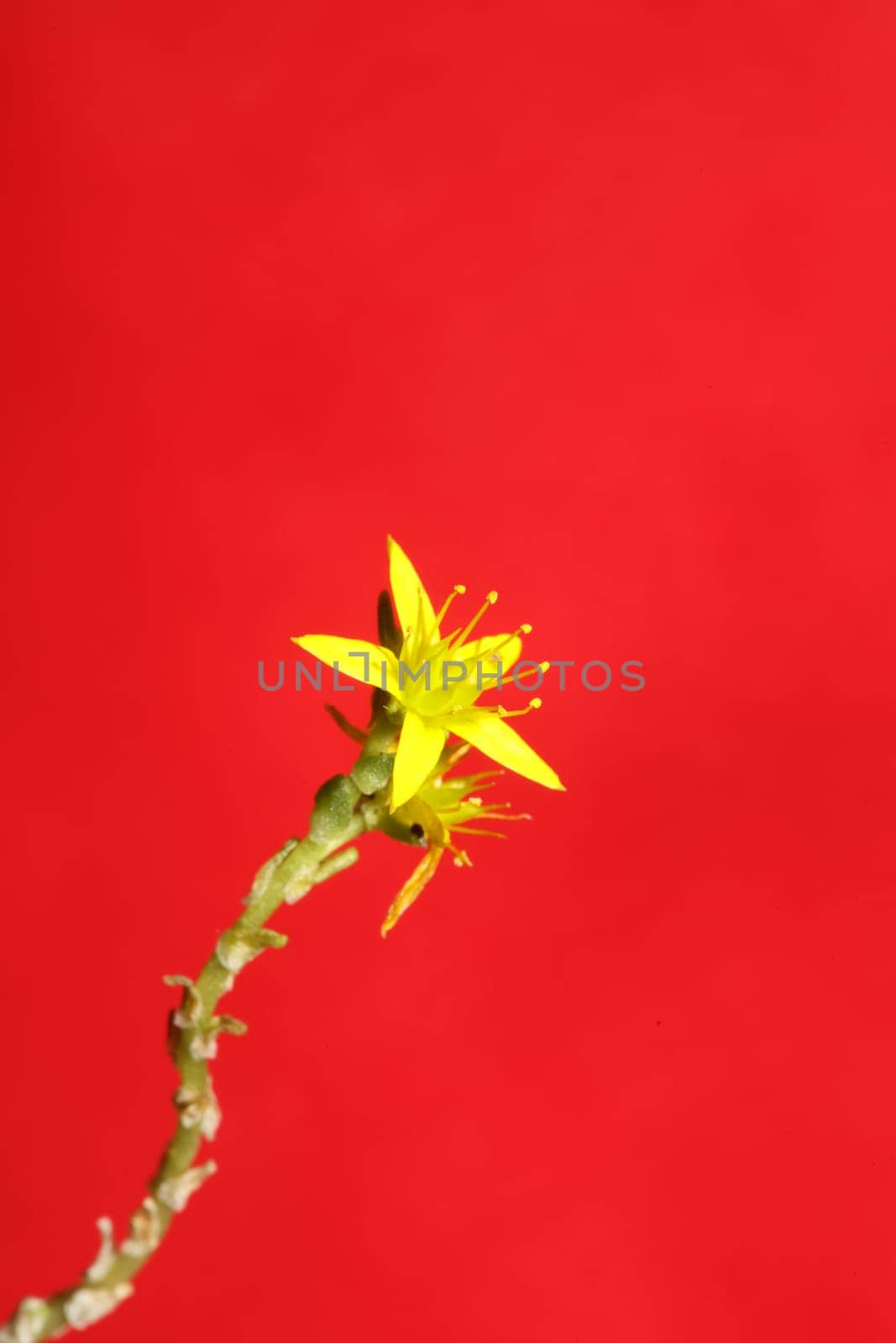 Yellow star flower blossom close up modern botanical background sedum lanceolatum family crassulaceae high quality big size print