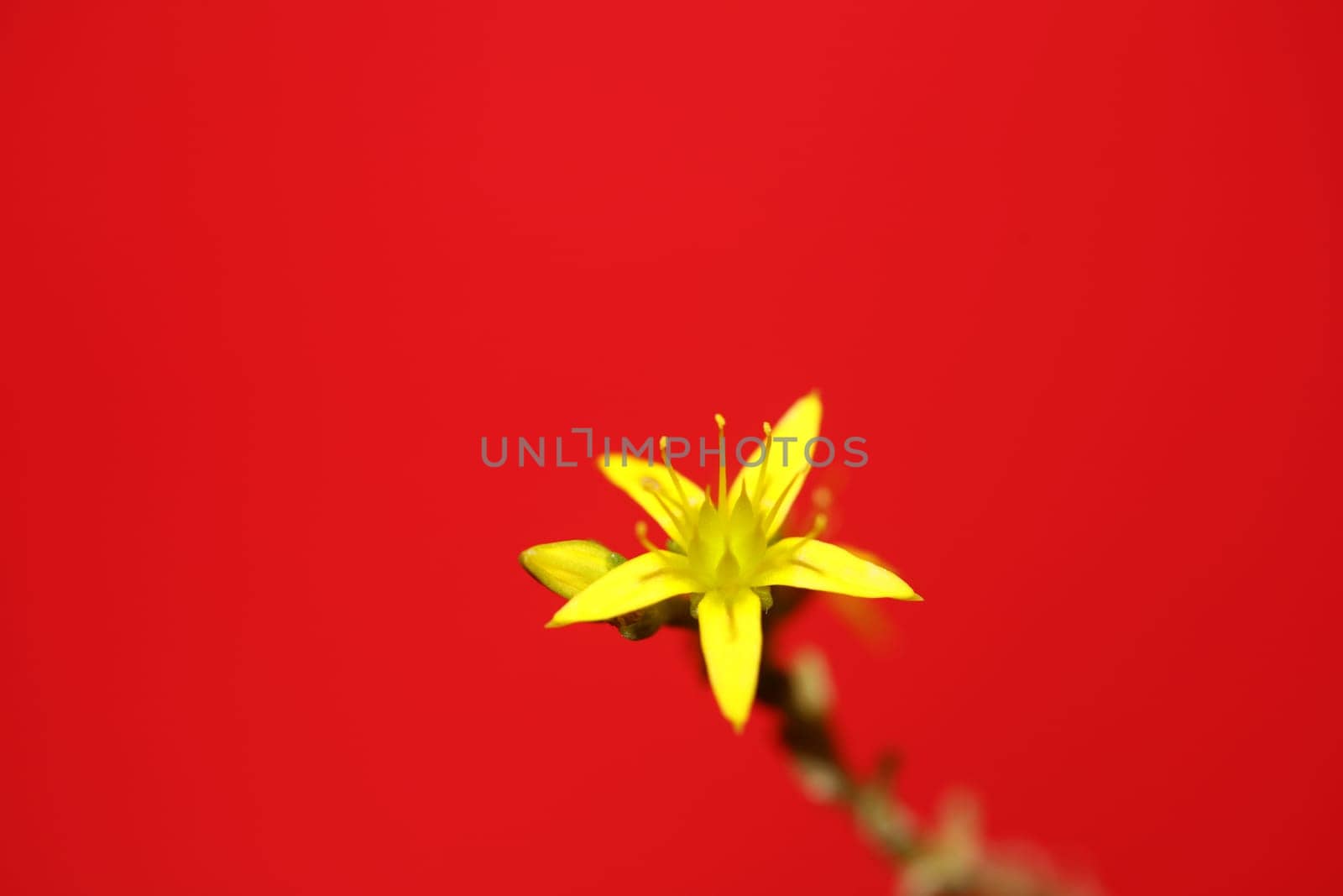 Yellow star flower blossom close up modern botanical background sedum lanceolatum family crassulaceae high quality big size print