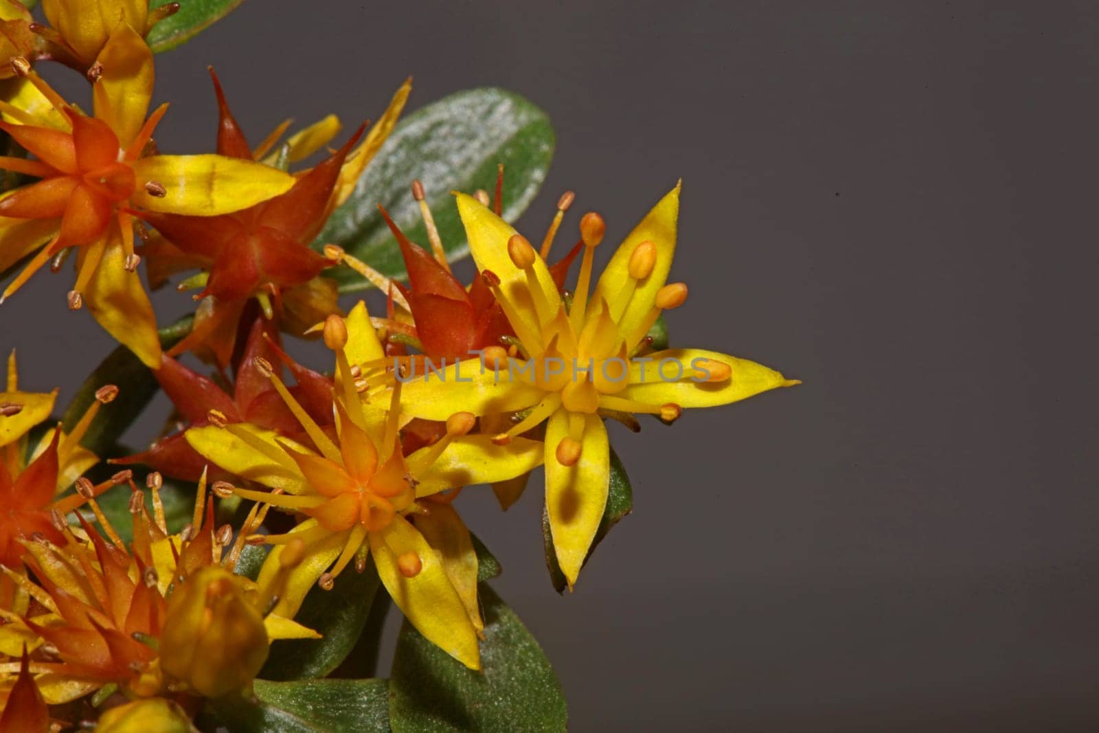 Yellow star flower blossom close up modern botanical background sedum lanceolatum family crassulaceae high quality big size print