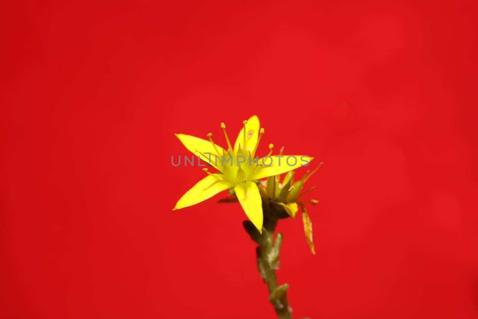 Yellow star flower blossom close up modern botanical background sedum lanceolatum family crassulaceae high quality big size print