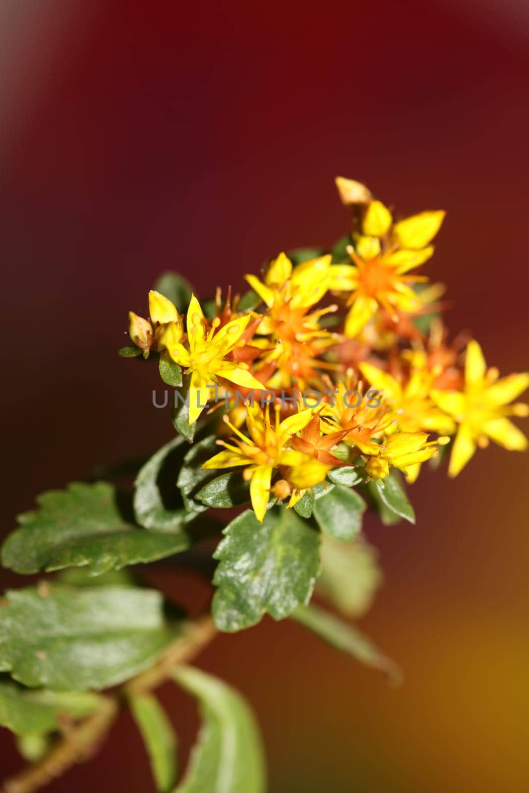 Yellow star flower blossom close up modern botanical background sedum lanceolatum family crassulaceae high quality big size print