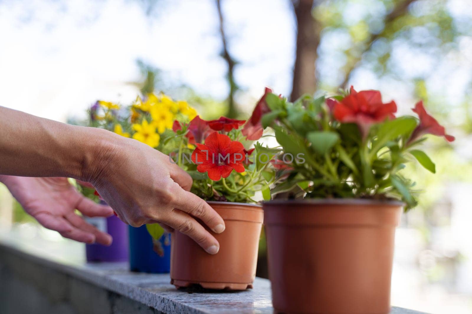 closeup of Caucasian woman hands arranging fresh beautiful flower pots on the balcony in the morning with trees in the background