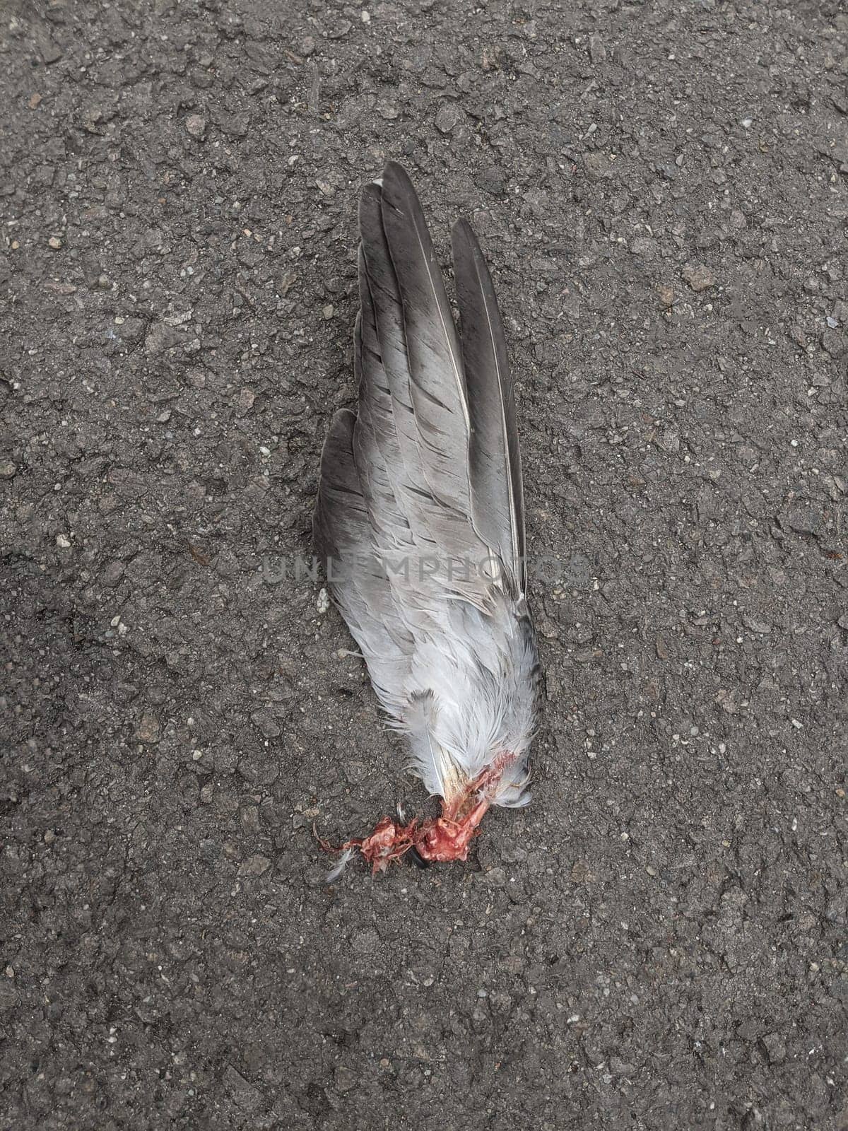 top view closeup of feathered broken wing remains of a dead grey pigeon bird on the sidewalk