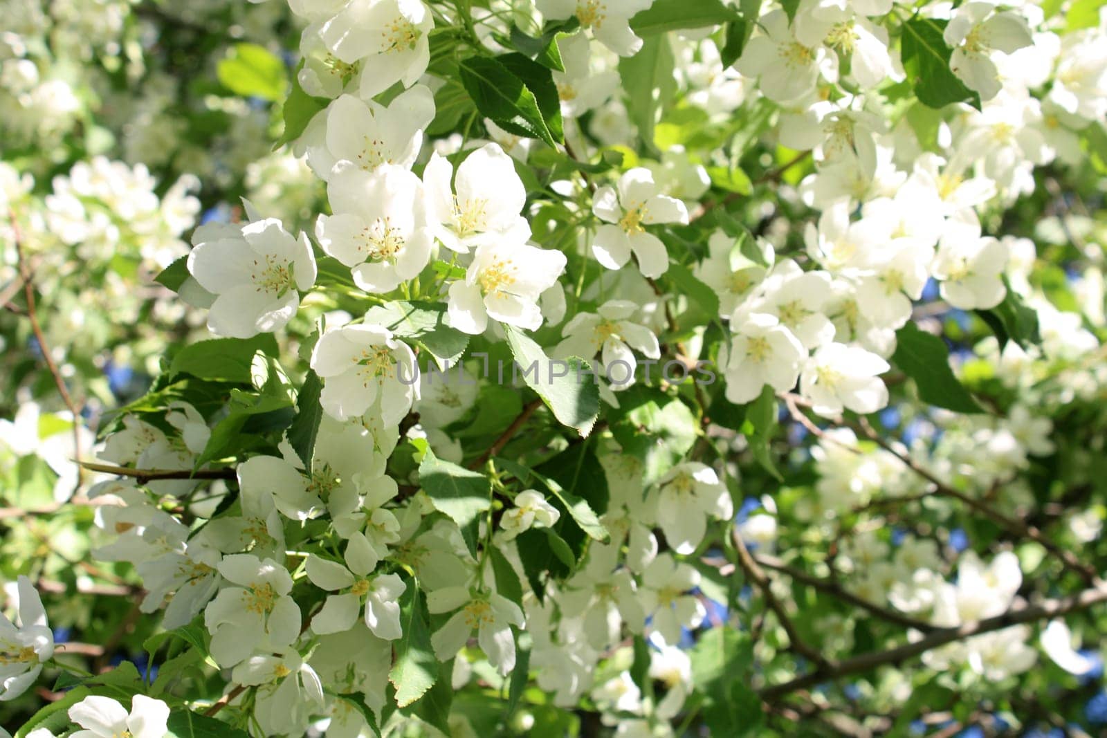 Blooming apple tree close-up..