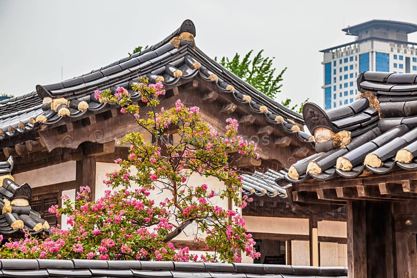 Traditional old and modern korean buildings with tree and pink flowers at rainy day in South Korea