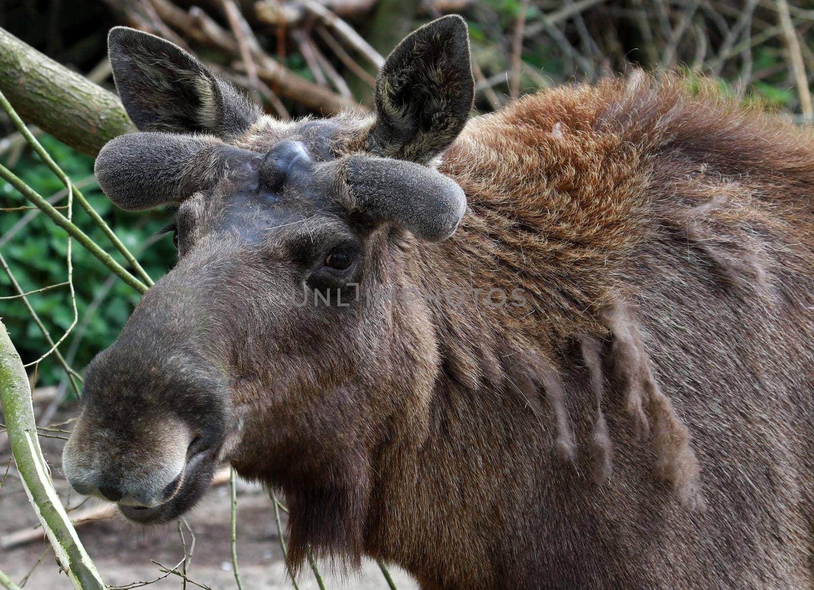 MoosePortrait