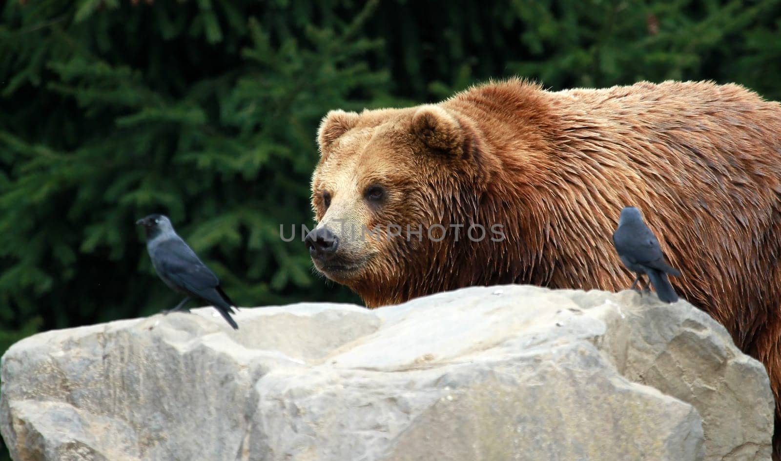Kodiak on the Lauer