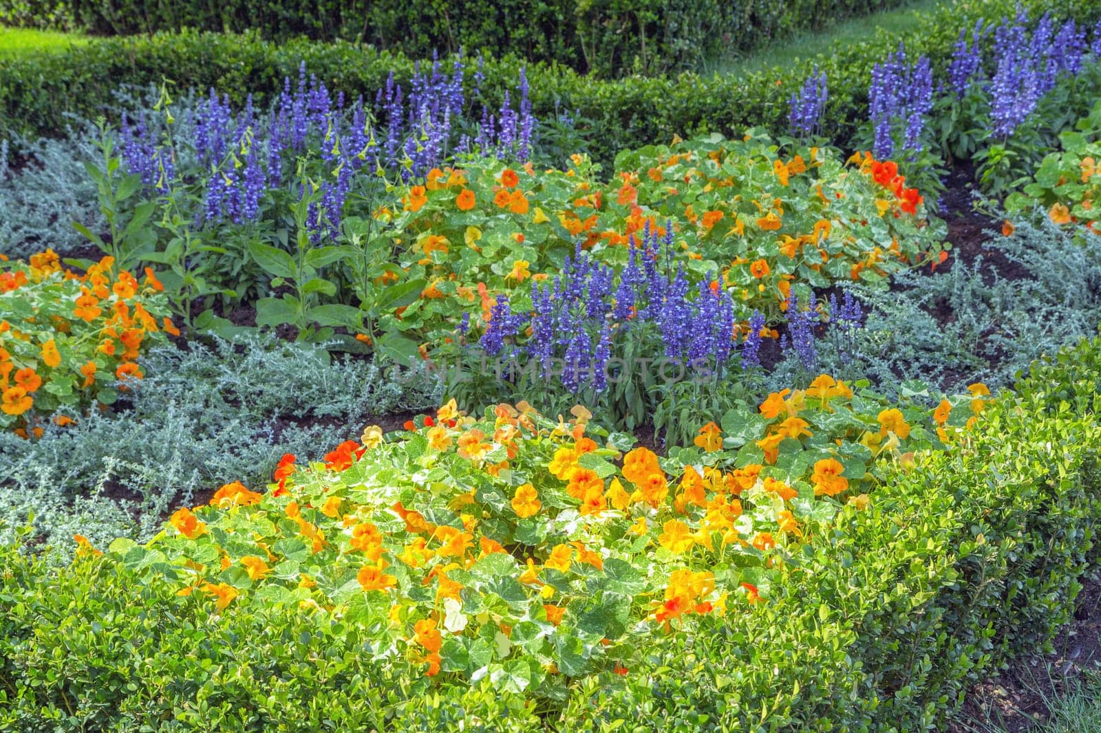 Beds of colorful summer plants planted in the garden outside.