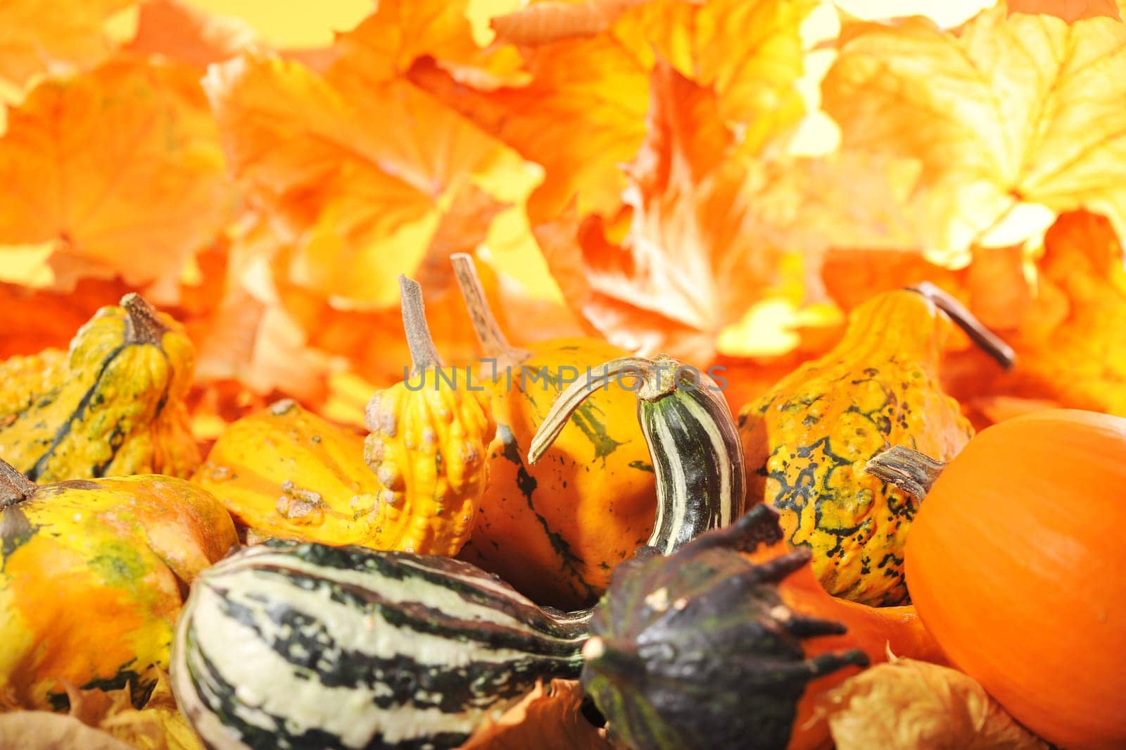 Pumpkins in front of bright orange oak leaves
