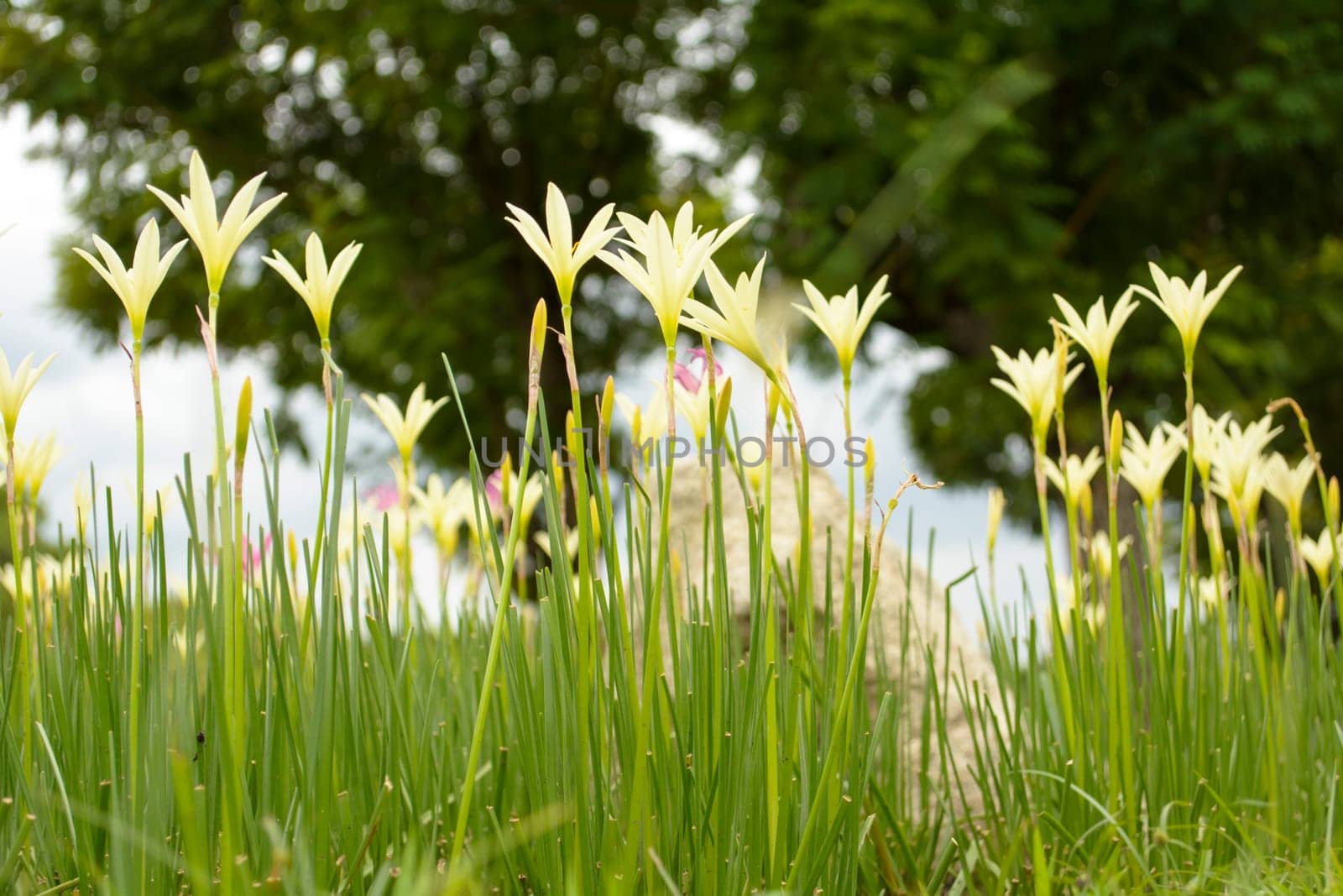 This picture is white with pale yellow flowers. the flowers are very beautiful.