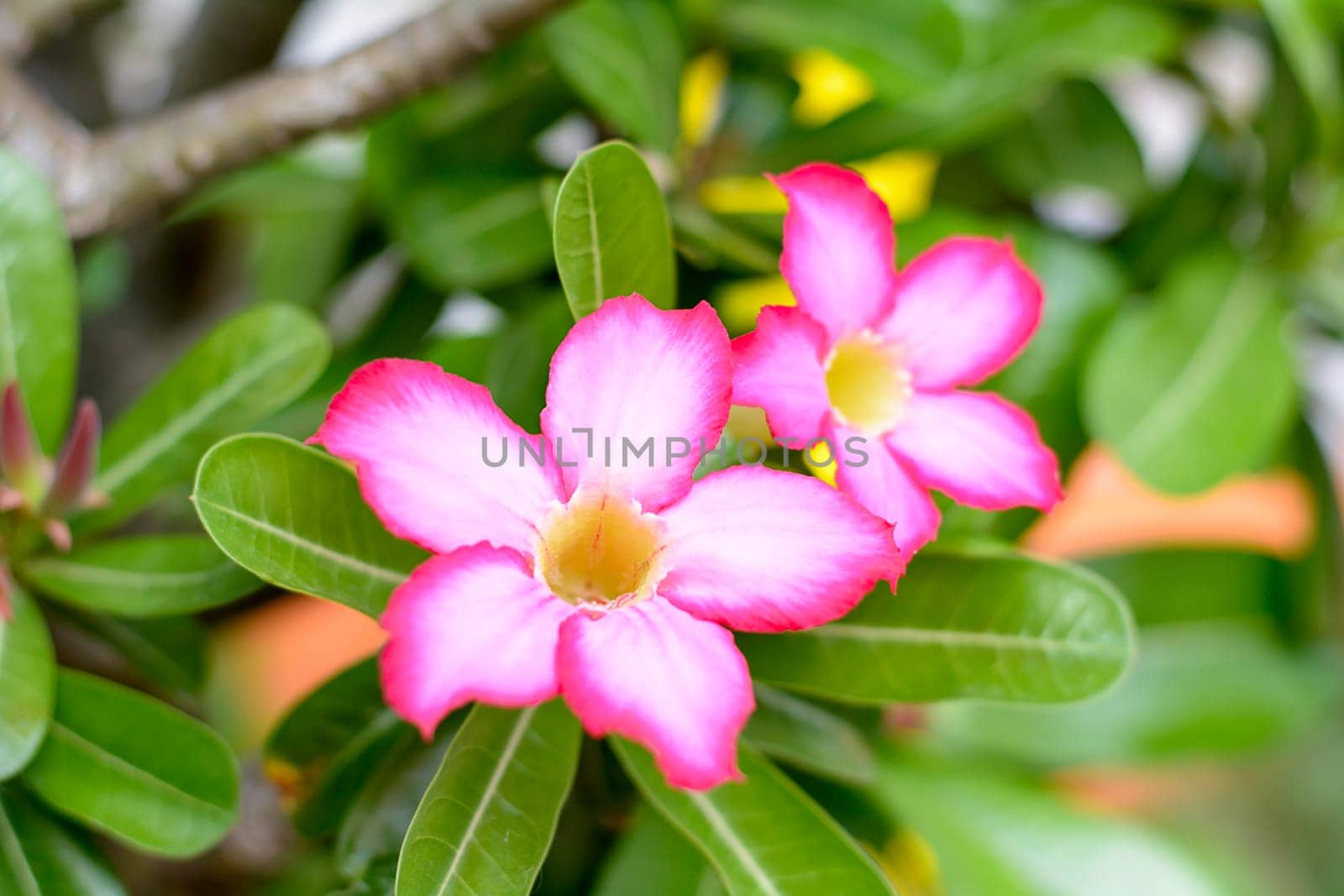 Desert Roses are Thai Flower.