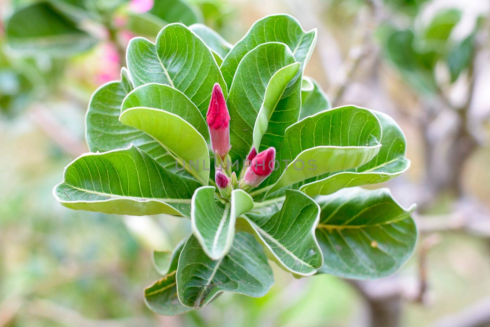 Desert Roses are Thai Flower.