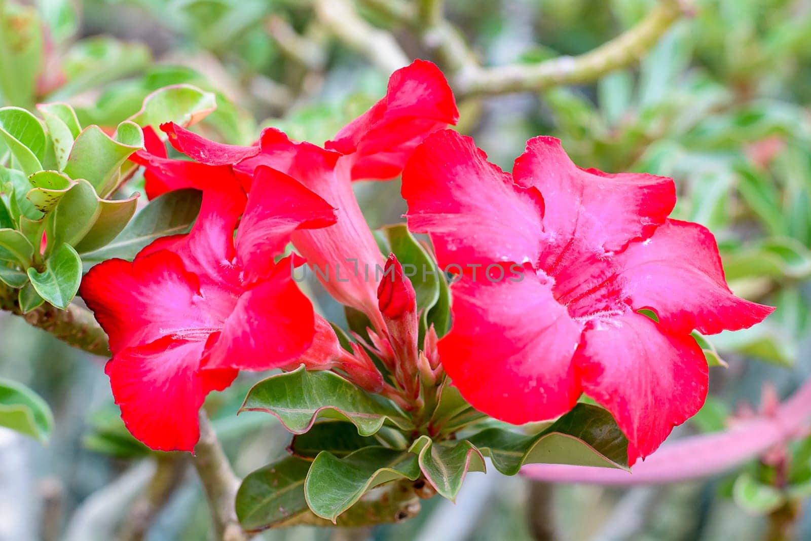 Desert Roses are Thai Flower.