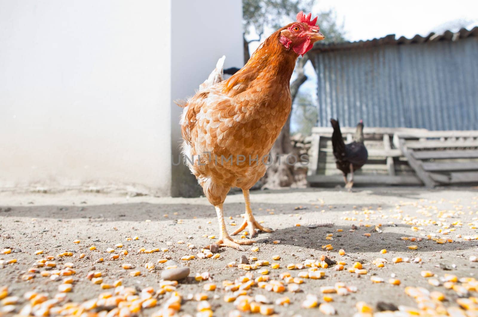 Domestic hen house outdoors where chickens have free space for live