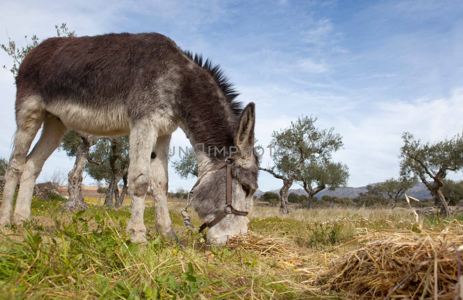 Funny small spanish grey donkey grazing on the grass