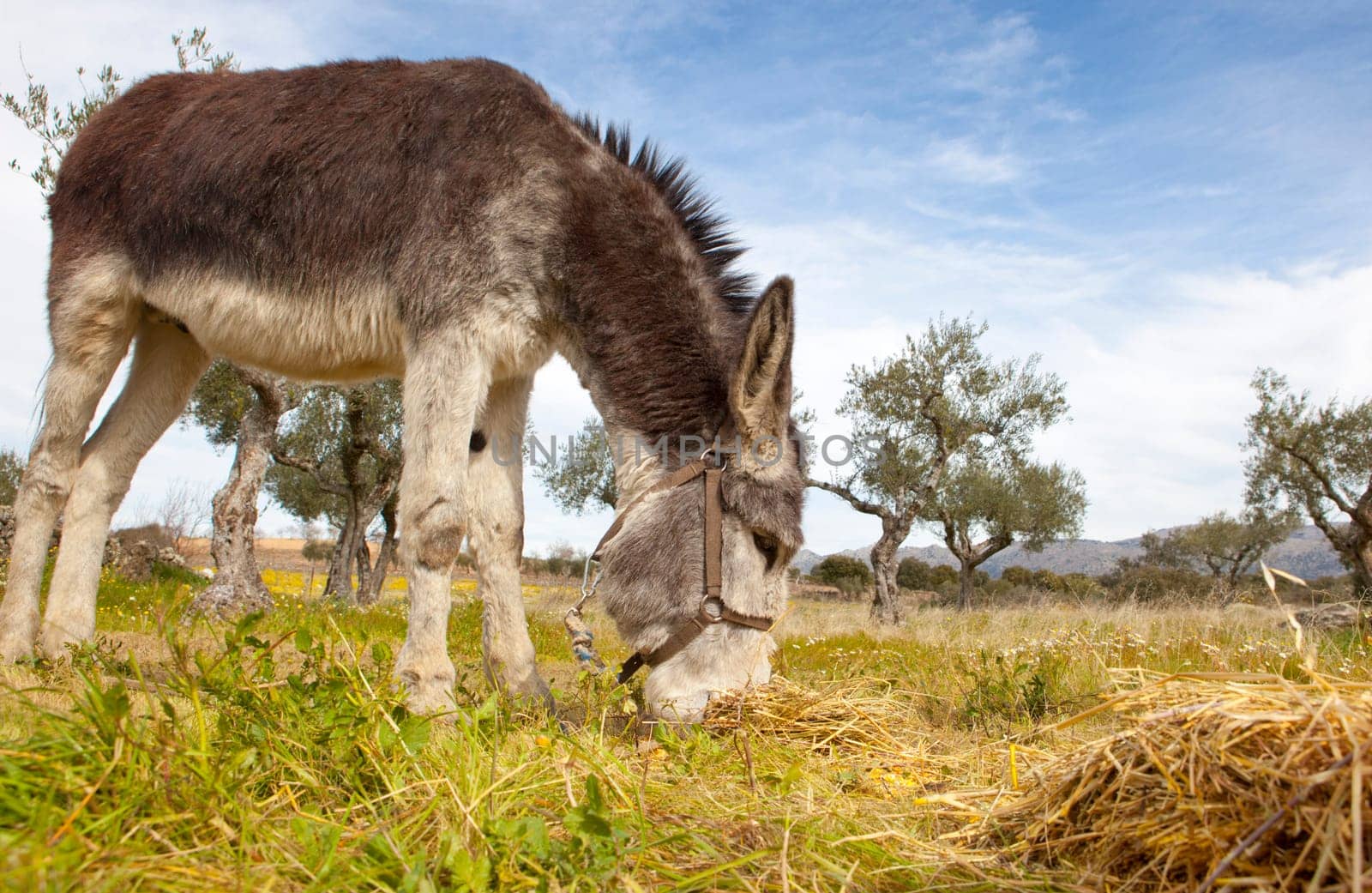 Funny small spanish grey donkey grazing on the grass