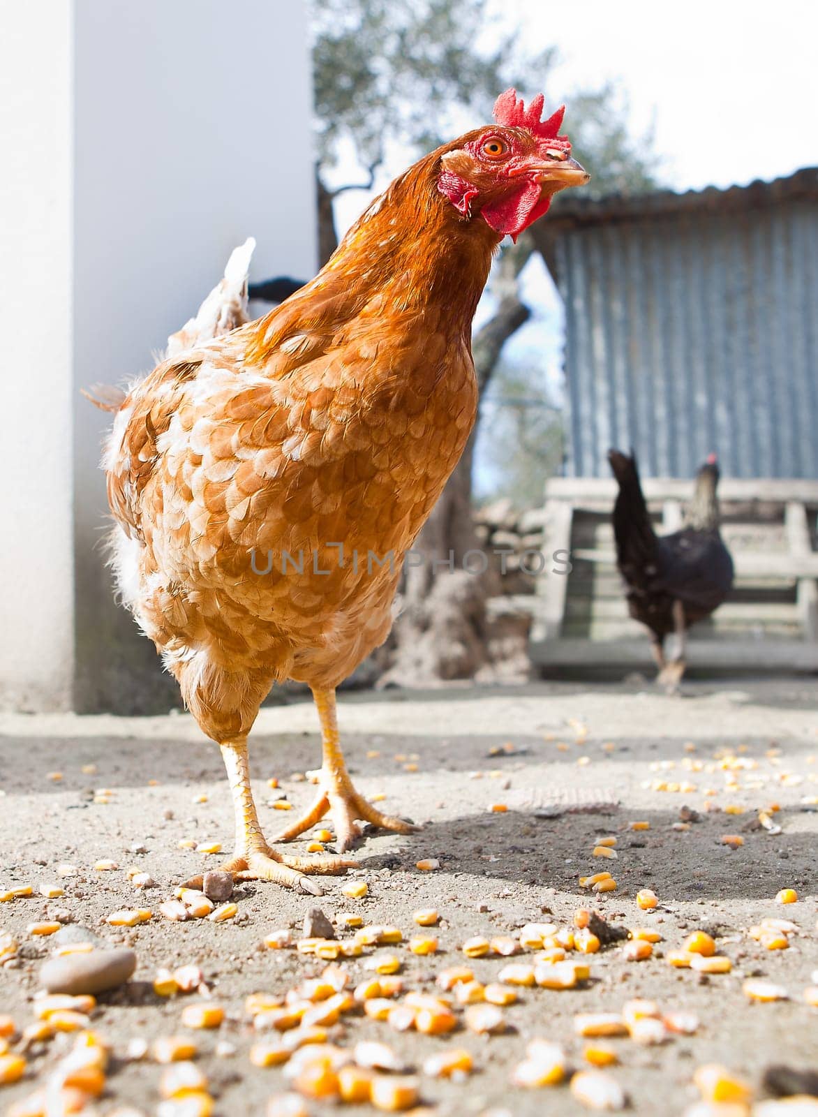 Domestic hen with floor full of corn
