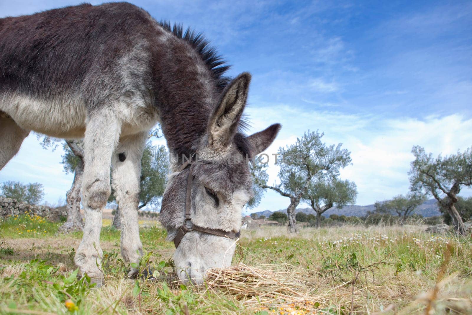 Funny small spanish grey donkey grazing on the grass