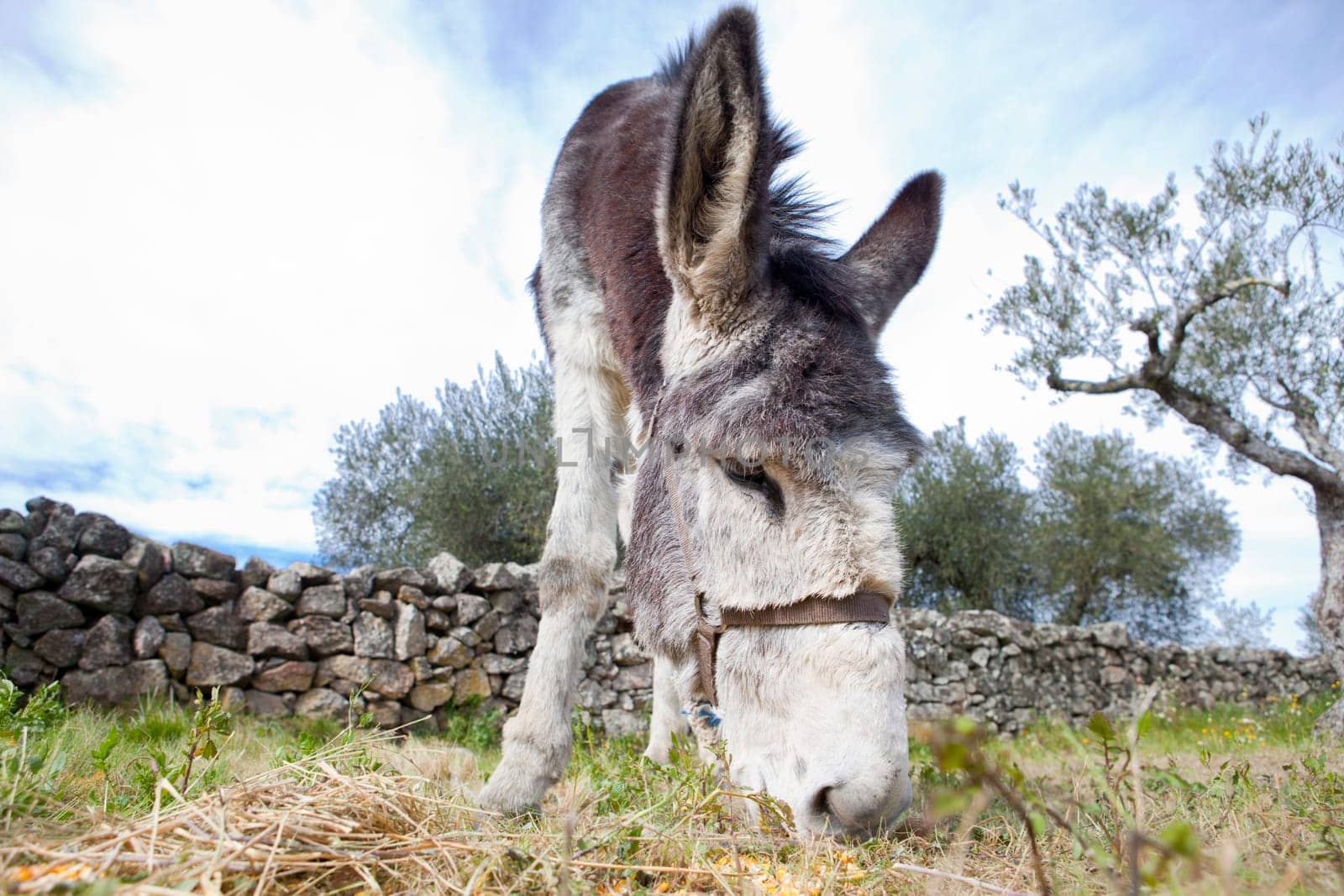 Funny small spanish grey donkey grazing on the grass
