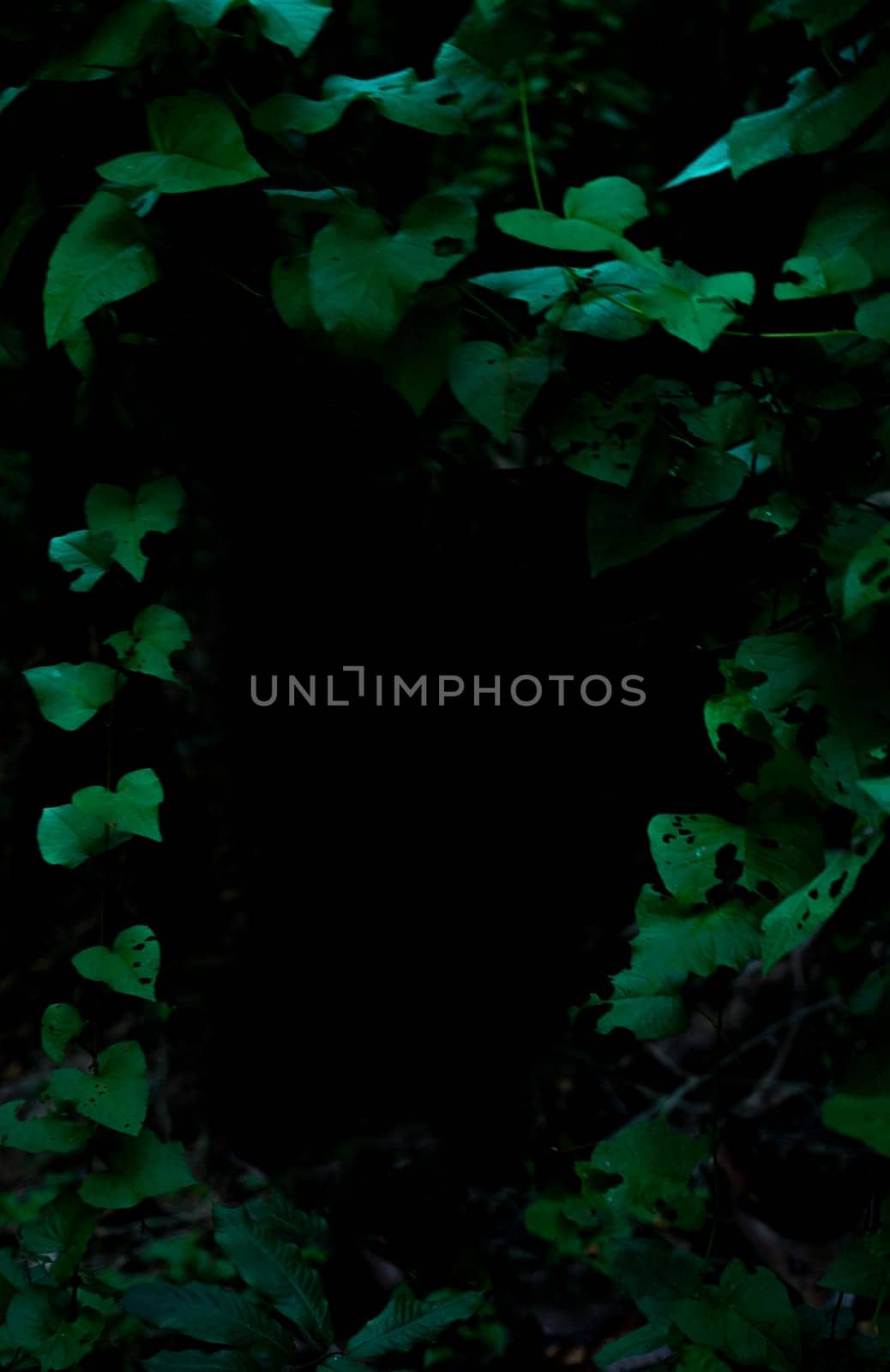 Tropical rainforest foliage plants bushes frame on dark background