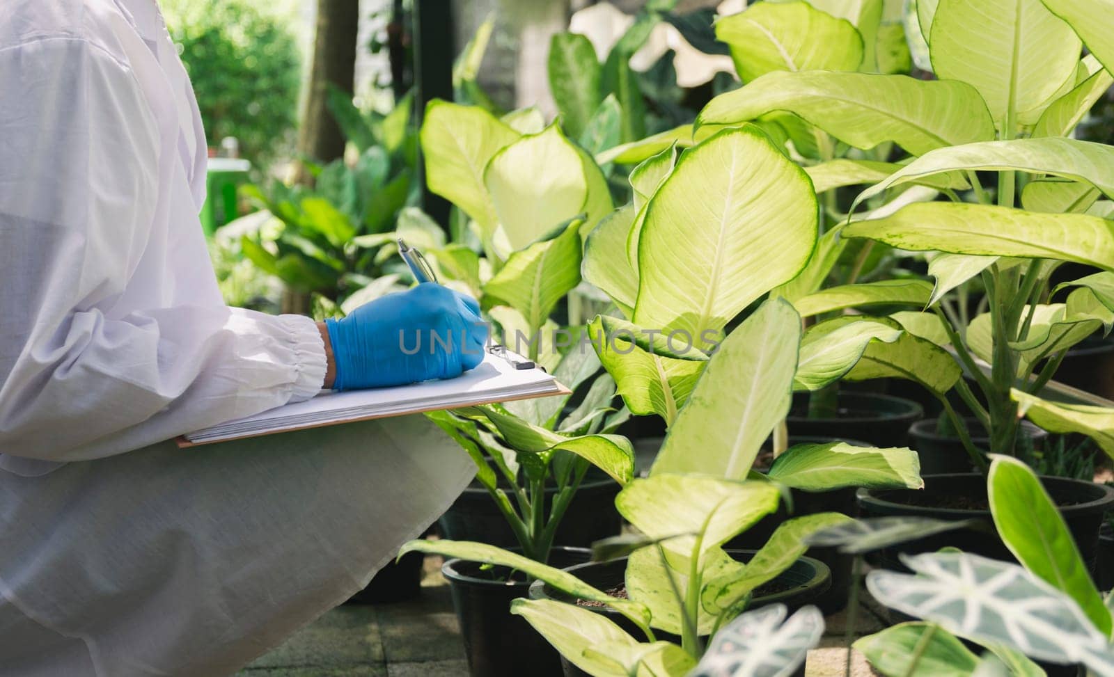 Scientist researching on plants. Agricultural engineer test health and analyze example plants